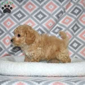 Pogo, Bich-Poo Puppy